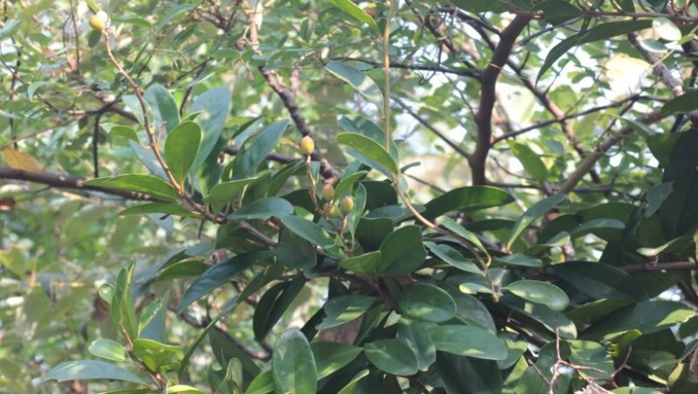 Cây Đinh công. Erycibe obtusifolia Benth - Cây Thuốc Nam Quanh Ta